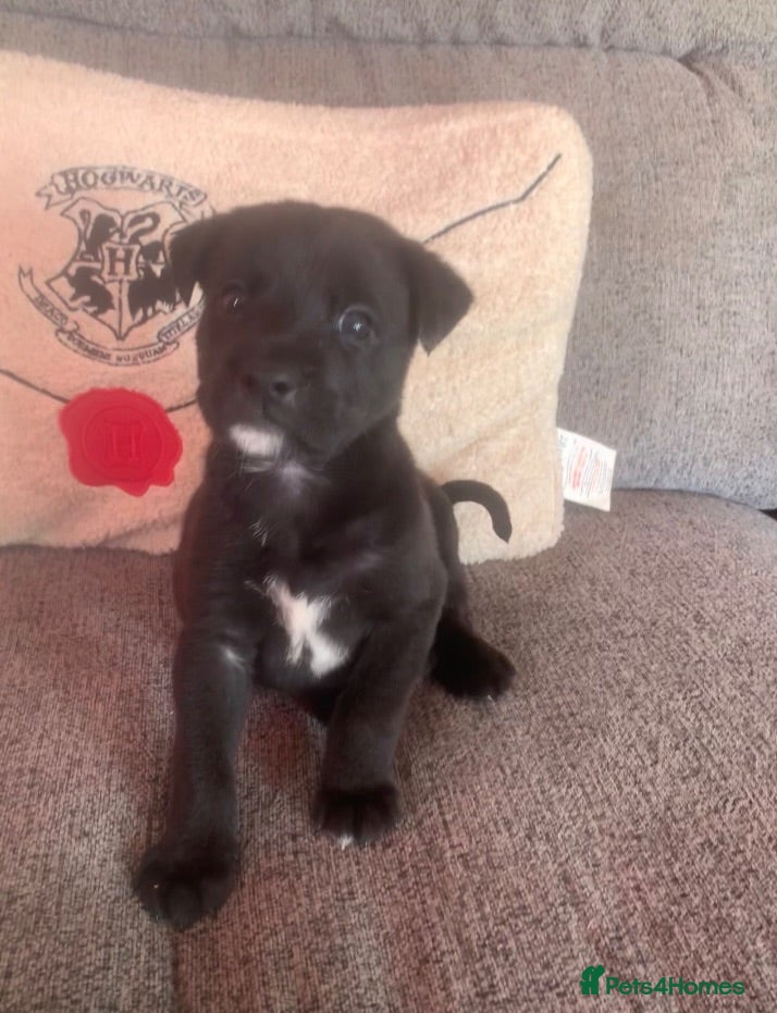 Mixed Breed dogs German Shepherd Cross staff - Advert 1