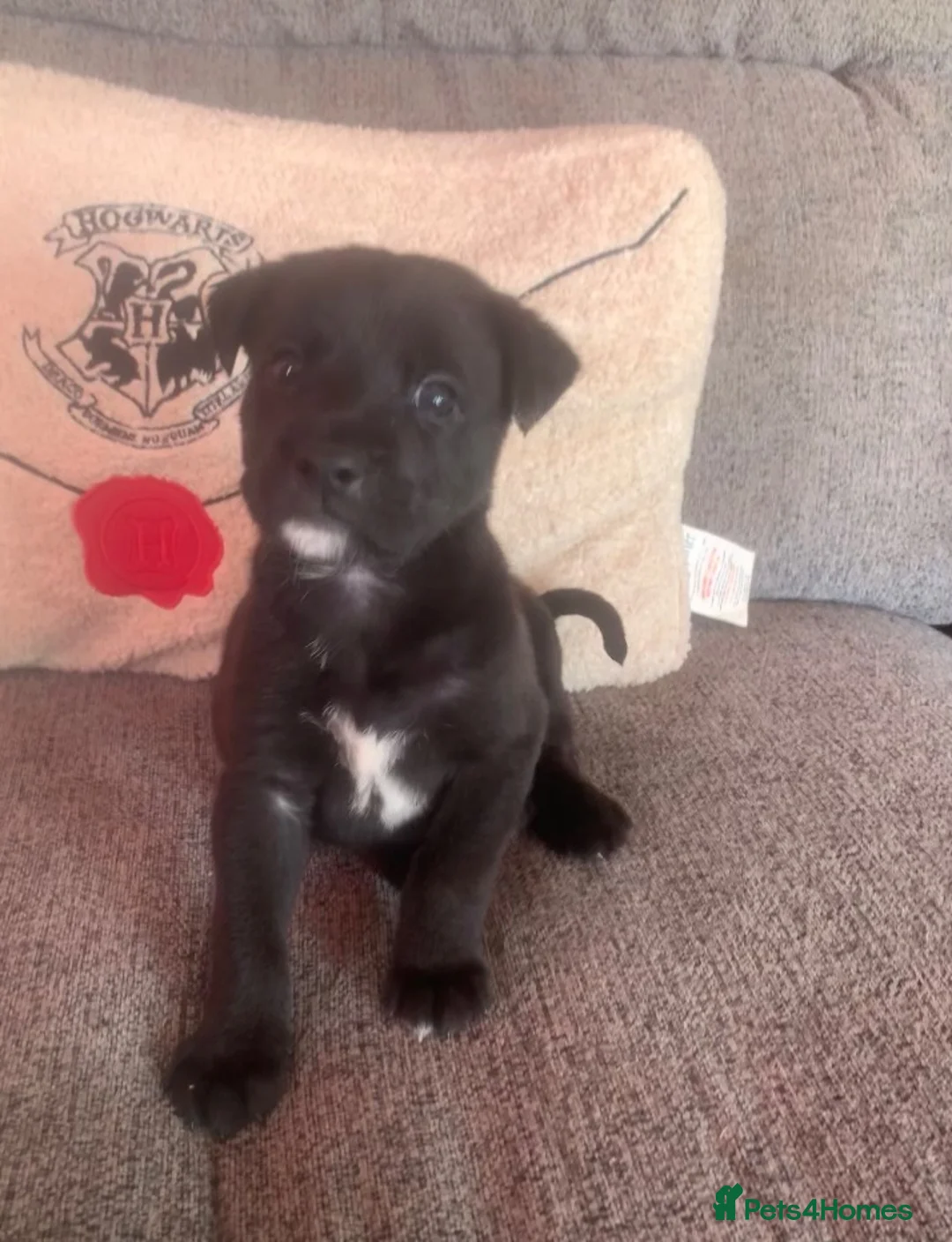 Mixed Breed dogs for sale: German Shepherd Cross staff - Advert 1