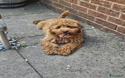 Cockapoo dogs for sale: Female Cockapoo for sale  - Image 3