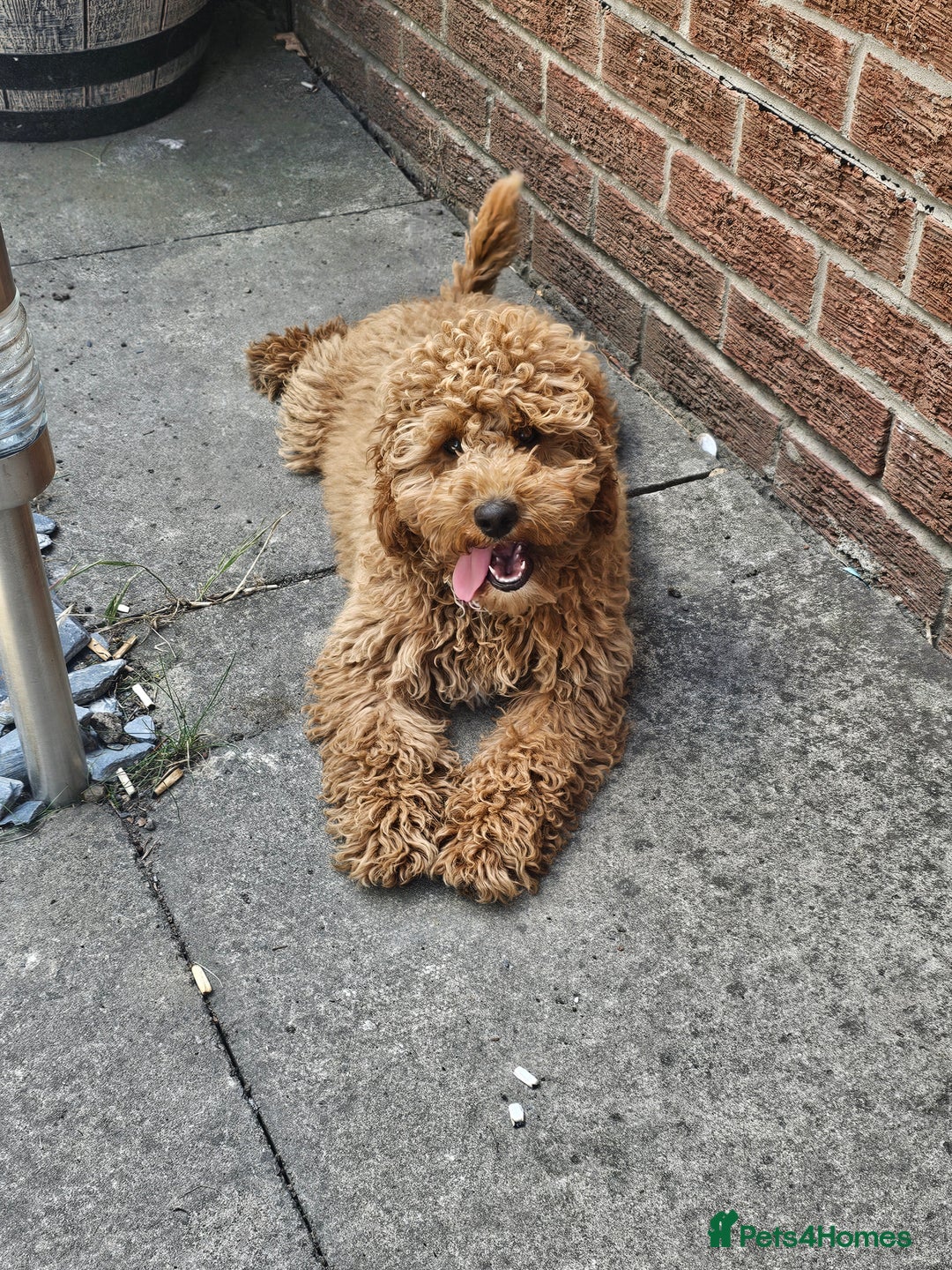 Cockapoo dogs for sale: Female Cockapoo for sale  - Image 3