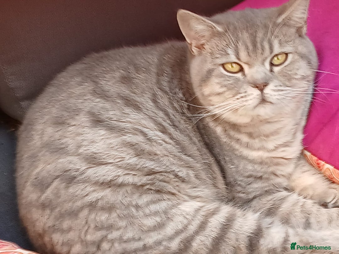 British Shorthair cats for sale: Stunning Blue golden shaded BSH male kittens  - Advert 2