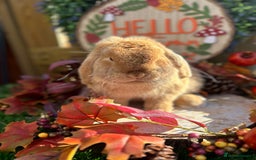 Mini Lop rabbits for sale: ⭐ VACCINATED ADULT PUREBRED MINI LOP RABBITS ⭐  - Advert 11