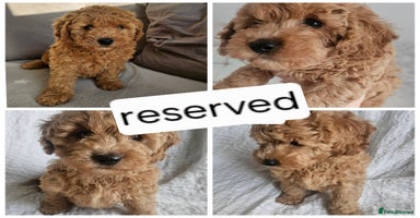 Mini Goldendoodle dogs - Advert 6