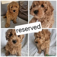 Mini Goldendoodle dogs - Advert 6