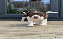 English Springer Spaniel dogs for sale: Springer Spaniels - Image 24