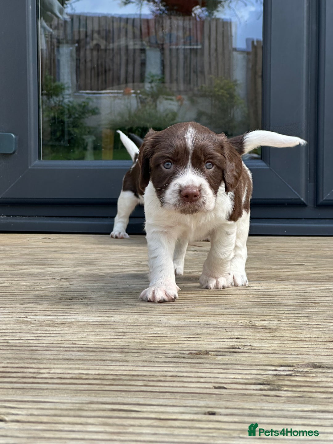 English Springer Spaniel dogs for sale: Springer Spaniels - Image 24