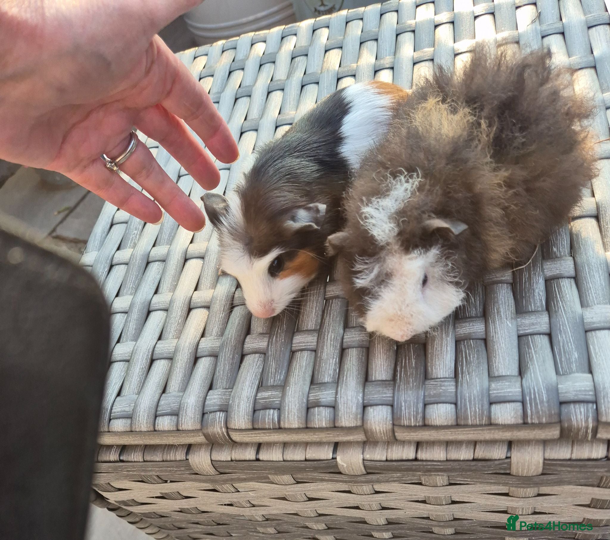 Guinea Pig rodents Beautiful Baby Guinea Pigs Funky Teddy Alpaca X - Advert 7