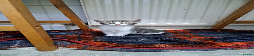 Domestic Shorthair Kitten 1