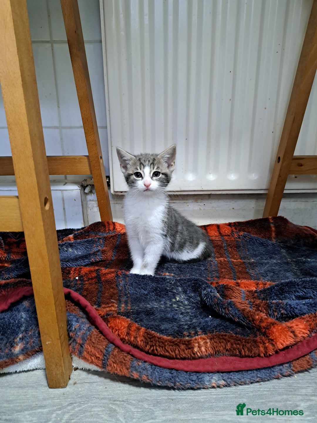 Domestic Shorthair cats for sale: Kittens for sale  - Image 10