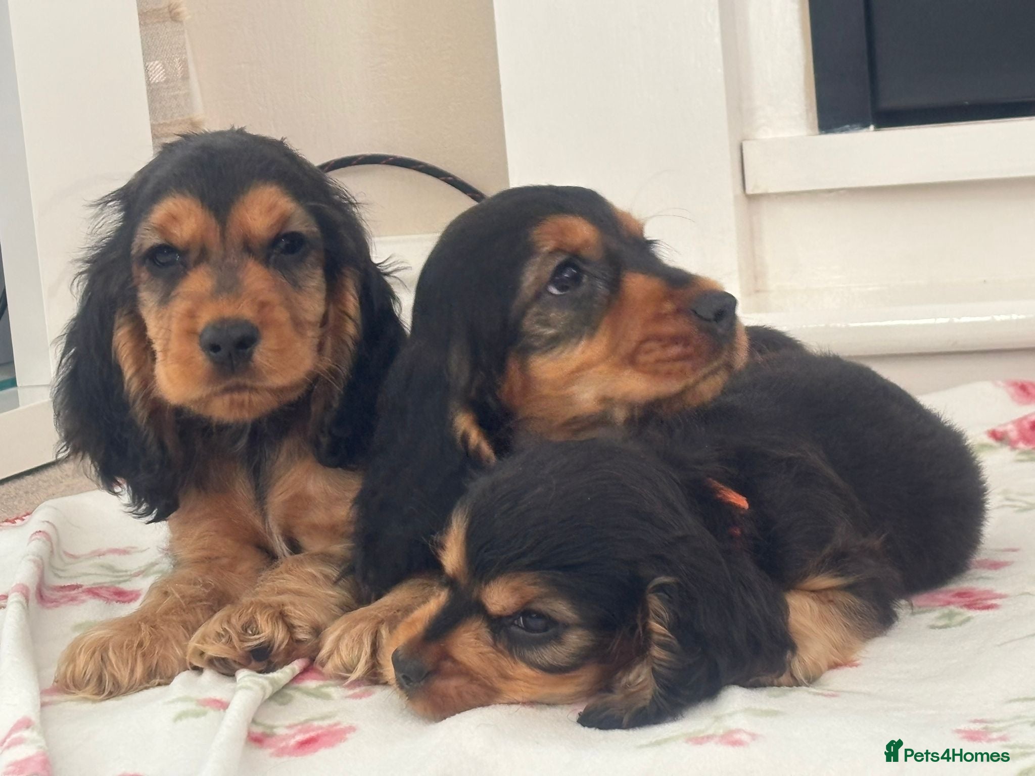 Cocker Spaniel dogs Cocker spaniel puppy  - Advert 4