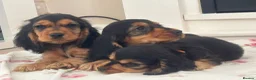 Cocker Spaniel dogs for sale: Cocker spaniel puppy  in Glasgow - Advert 1