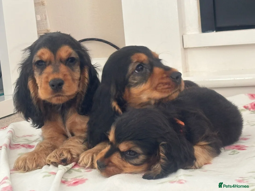 Cocker Spaniel dogs for sale: Cocker spaniel puppy  in Glasgow - Advert 1