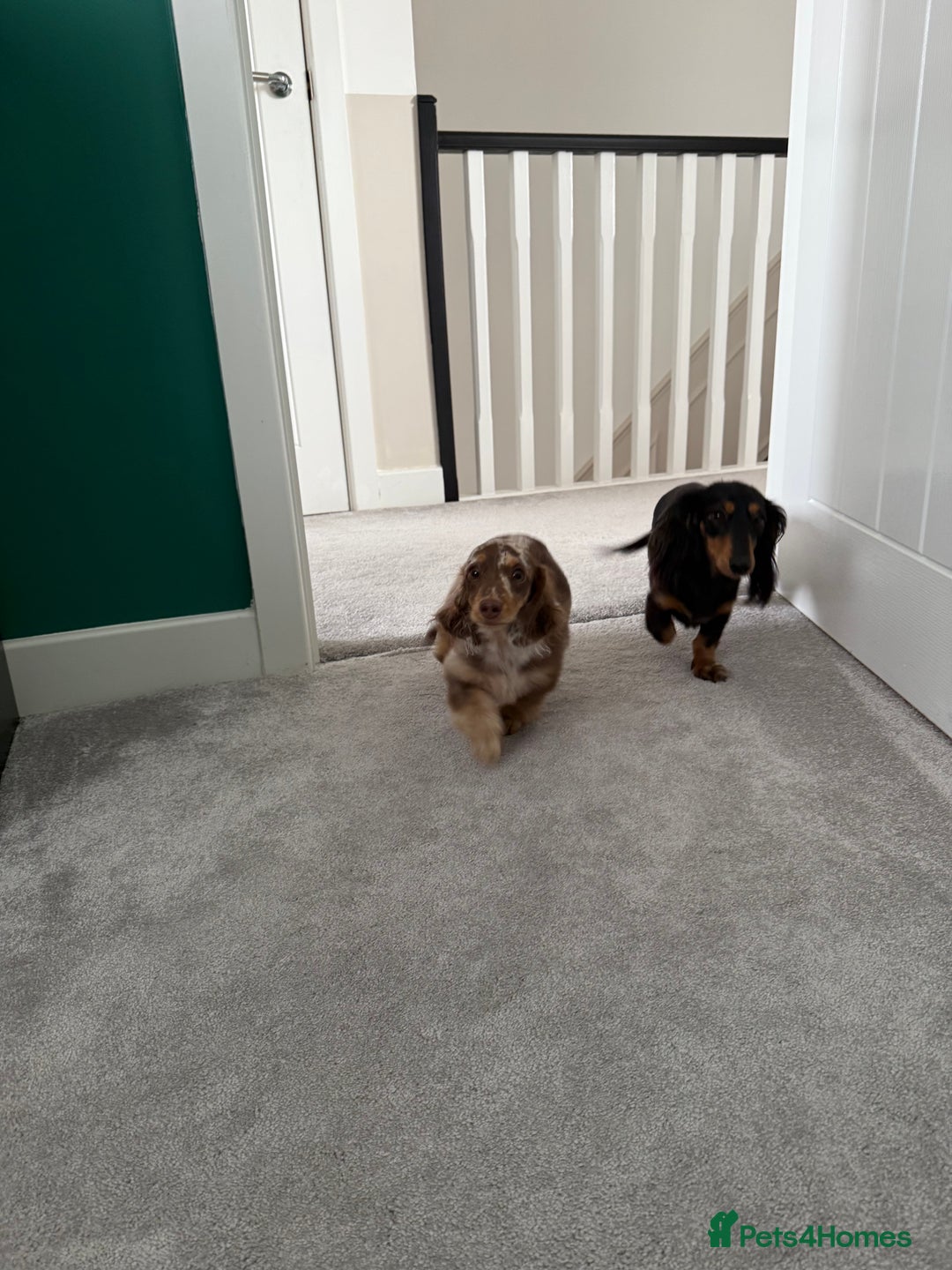 Miniature Dachshund dogs for sale: Miniature smooth haired dachshund  - Image 6