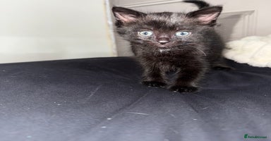 Mixed Breed cats - Advert 14