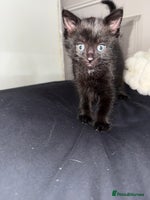 Mixed Breed cats - Advert 14