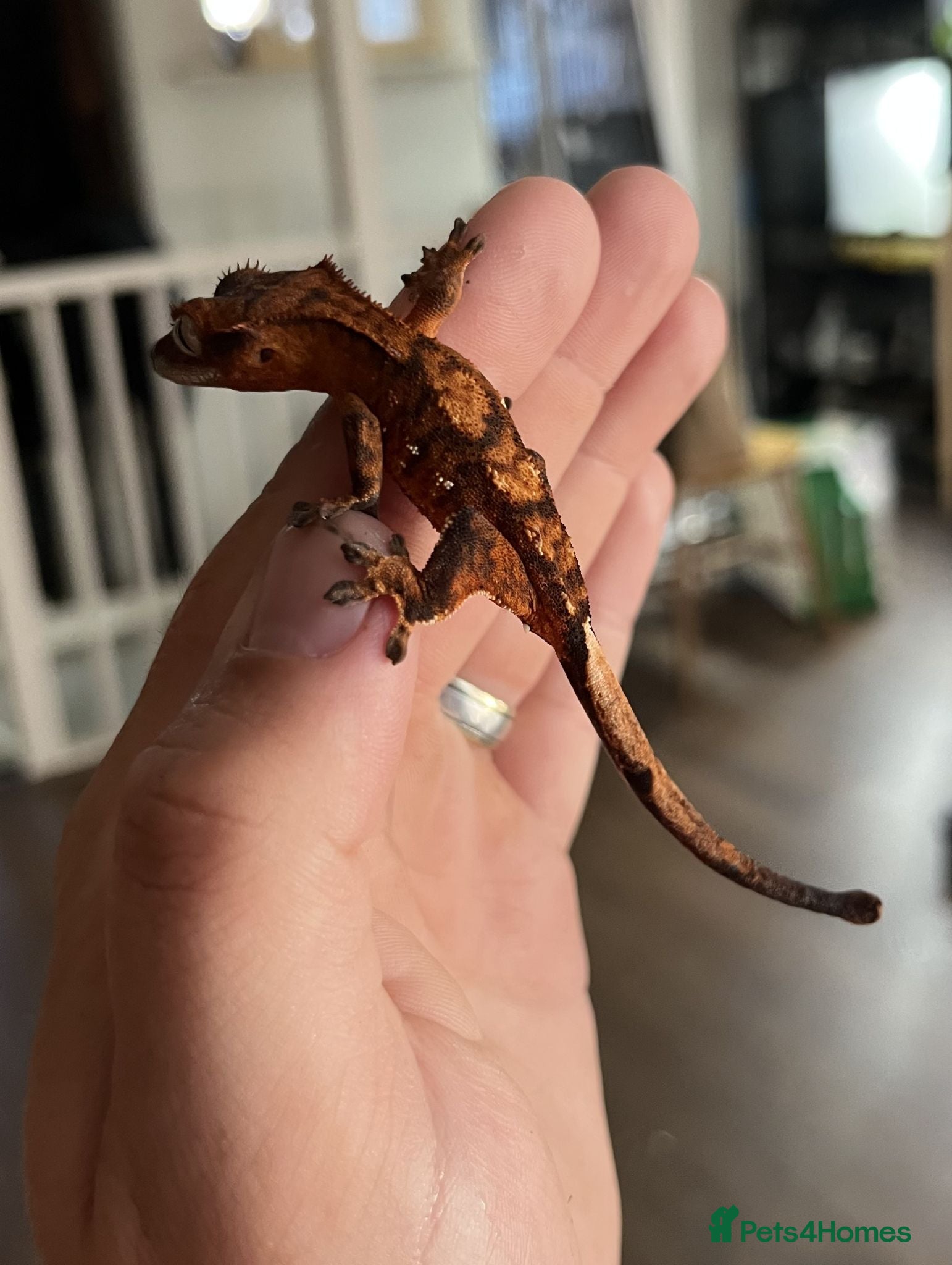 Gecko reptiles Crested gecko Unsexed hatched March - Advert 2
