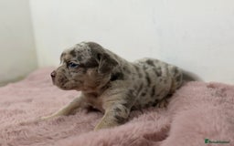 Olde English Bulldogge dogs for sale: Old English Bulldog PUPPIES 👀‼️ - Image 20