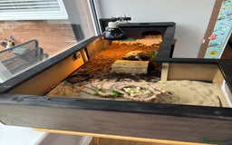 Tortoise reptiles for sale: Horsefield tortoise  - Image 2