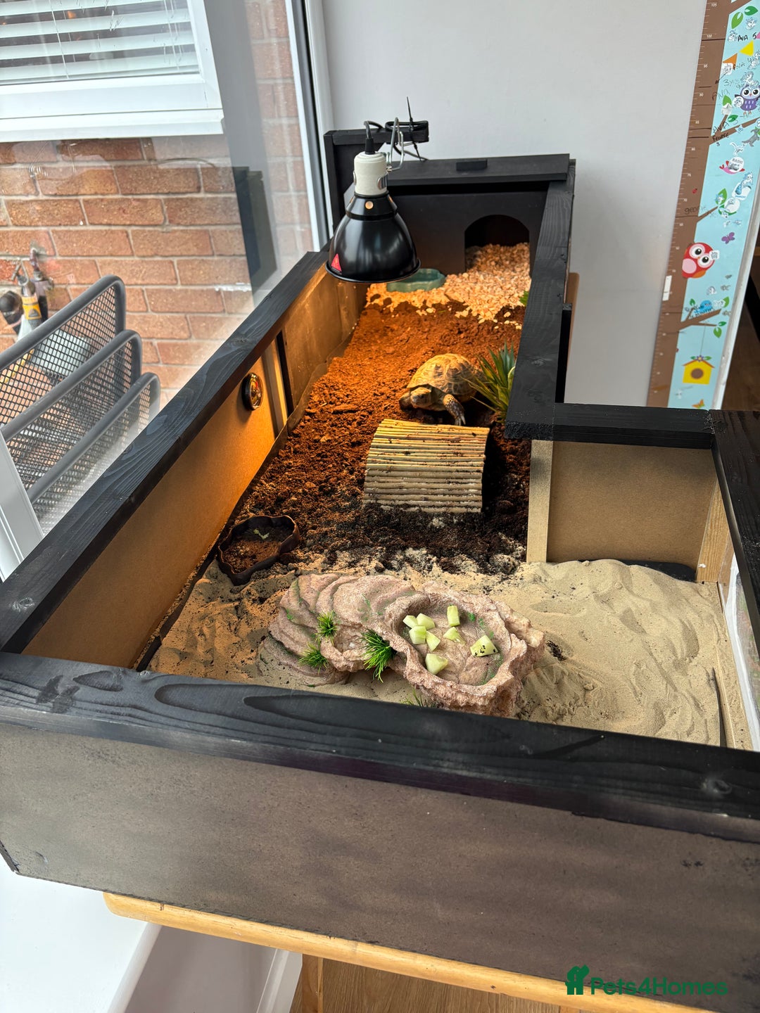 Tortoise reptiles for sale: Horsefield tortoise  - Image 2