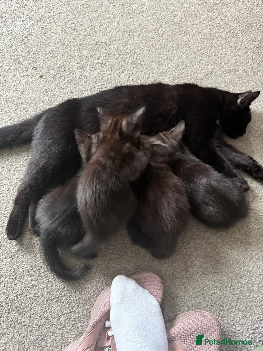 Domestic Shorthair cats for sale: 8 week old Grey/Black Tabby - Image 4