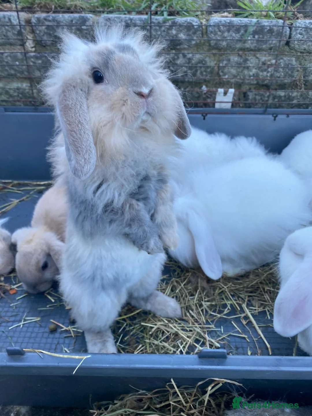 Mixed Breed rabbits for sale: 🐰 9 Rabbits for Sale – 11 Weeks Old 🐇 in Exeter - Advert 1