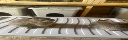 French Lop rabbits for sale: Neatherland dwarf babies  - Advert 3