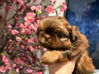 Shih Tzu dogs Imperial Shih tzu - Advert 4