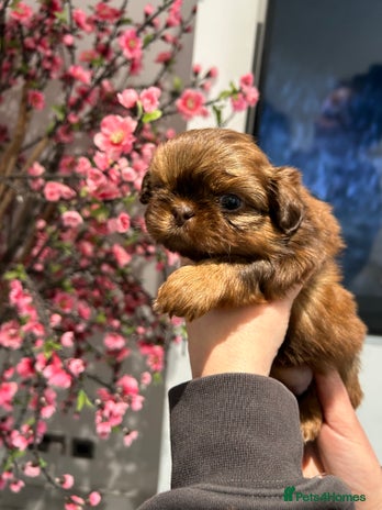 Shih Tzu dogs Imperial Shih tzu - Advert 7