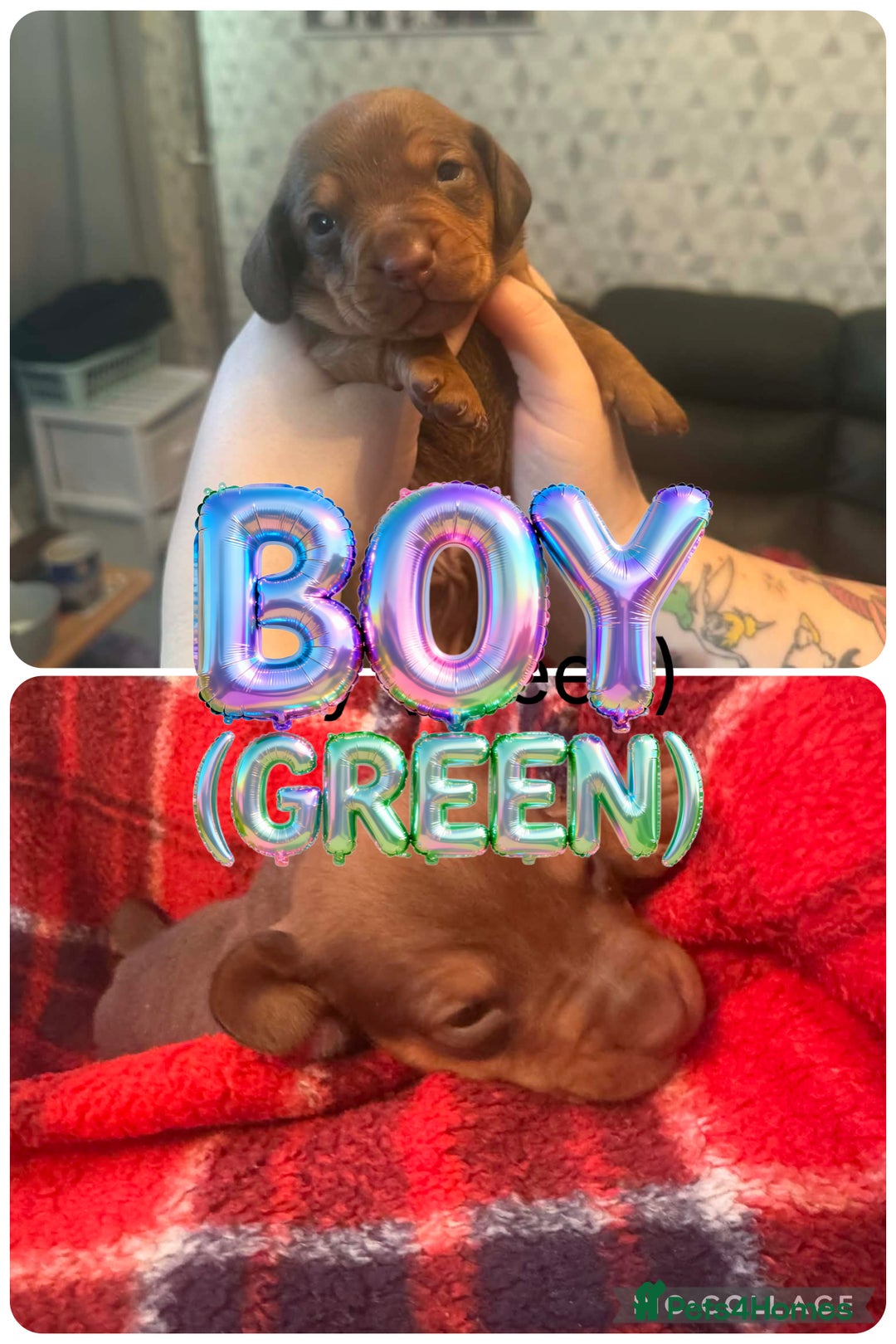 Dachshund dogs for sale: Dachshund puppies available  - Advert 7