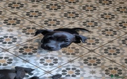 Mixed Breed dogs for sale: Patterdale cross American bulldog  - Image 1