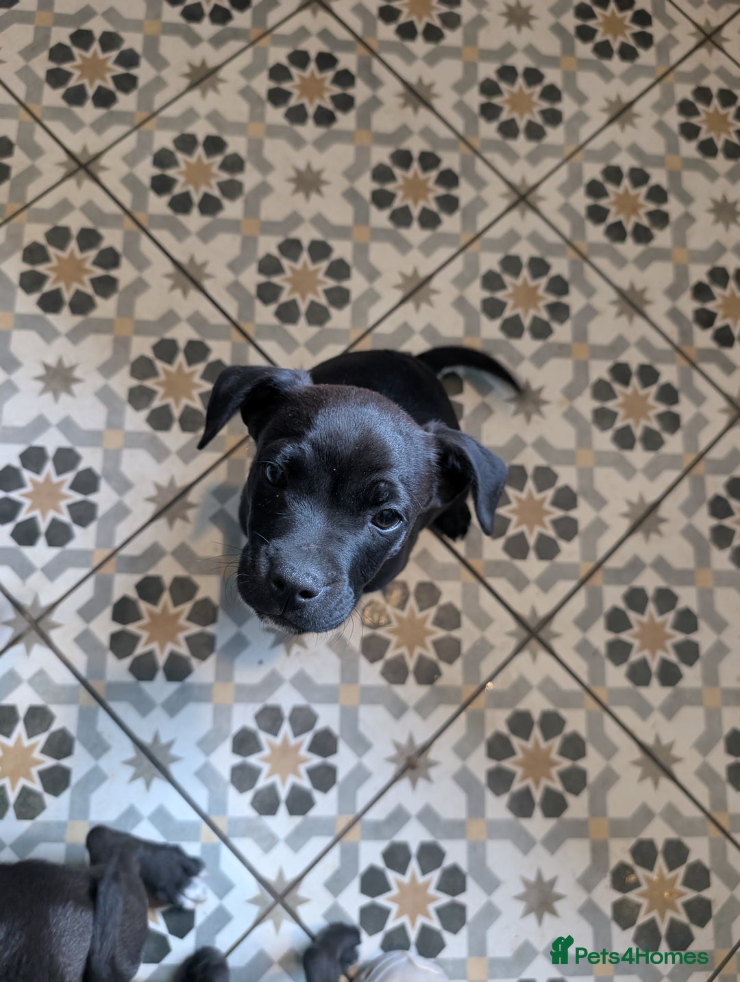 Mixed Breed dogs for sale: Patterdale cross American bulldog  - Image 1