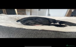 Mixed Breed dogs for sale: Dalmatian X Chiweenie Puppies - Image 7