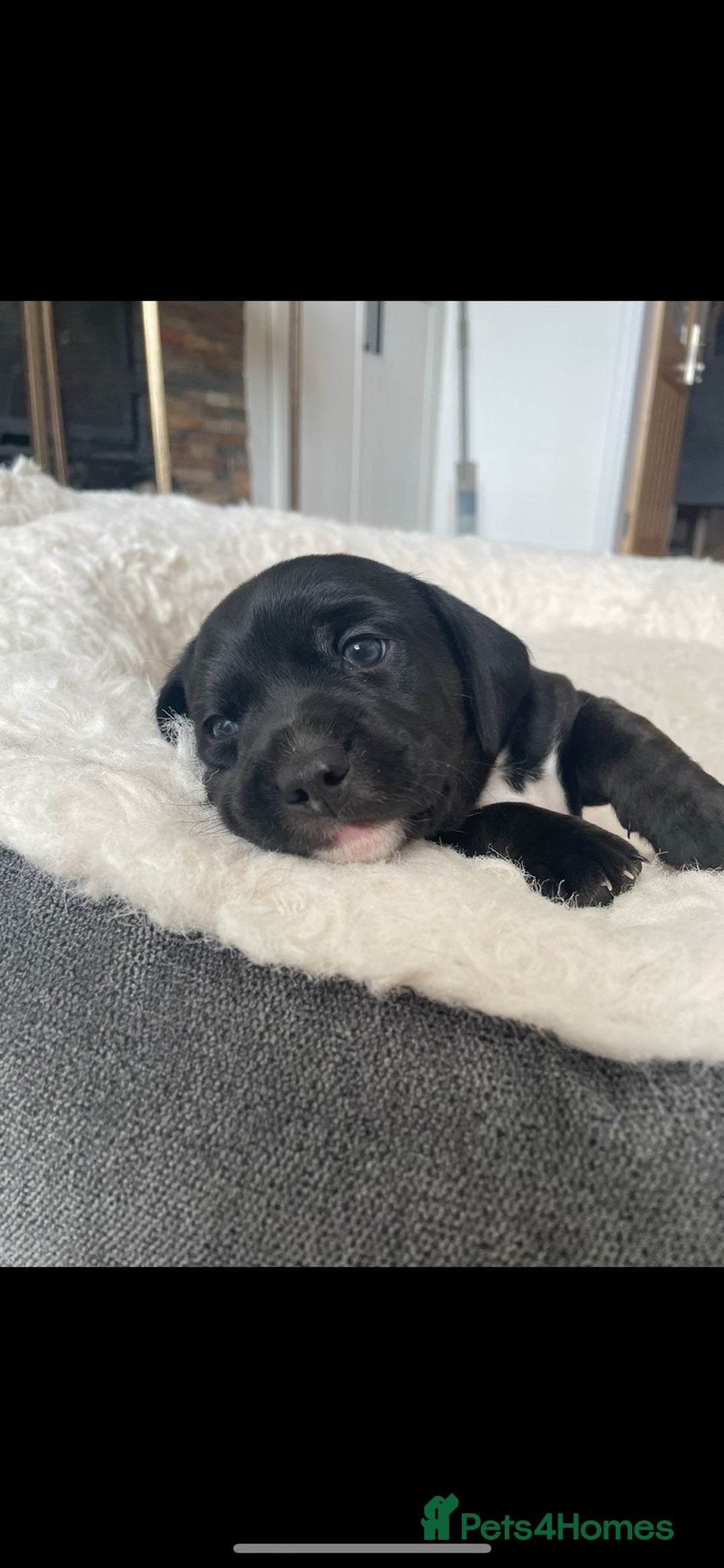 Mixed Breed dogs for sale: Dalmatian X Chiweenie Puppies - Image 7