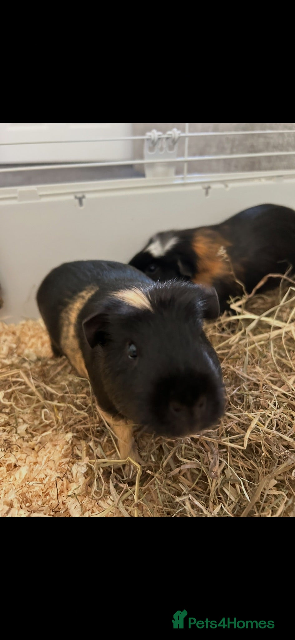 Guinea Pig rodents Two friendly guinea pigs  - Advert 1