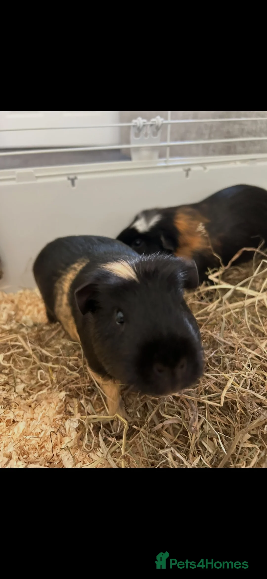 Guinea Pig rodents for sale: Two friendly guinea pigs  in Leicester - Advert 1