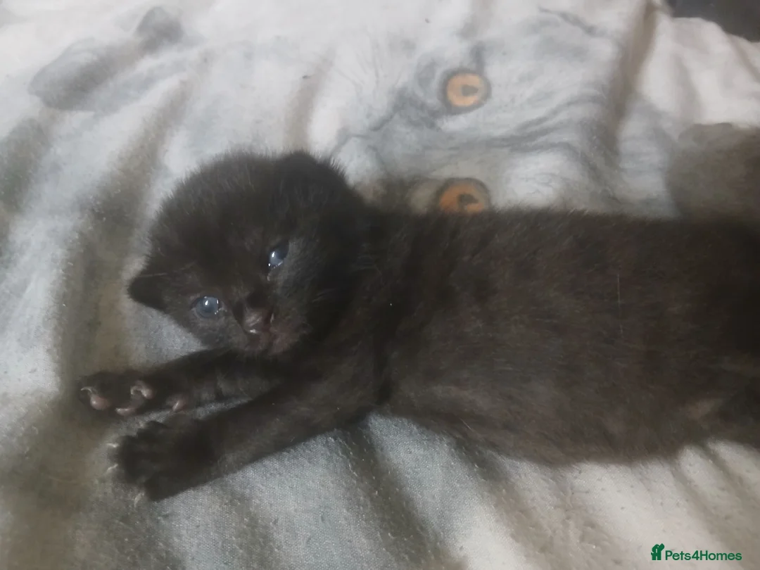 Mixed Breed cats for sale: Russian blue, mixed breed in Great Yarmouth - Advert 19
