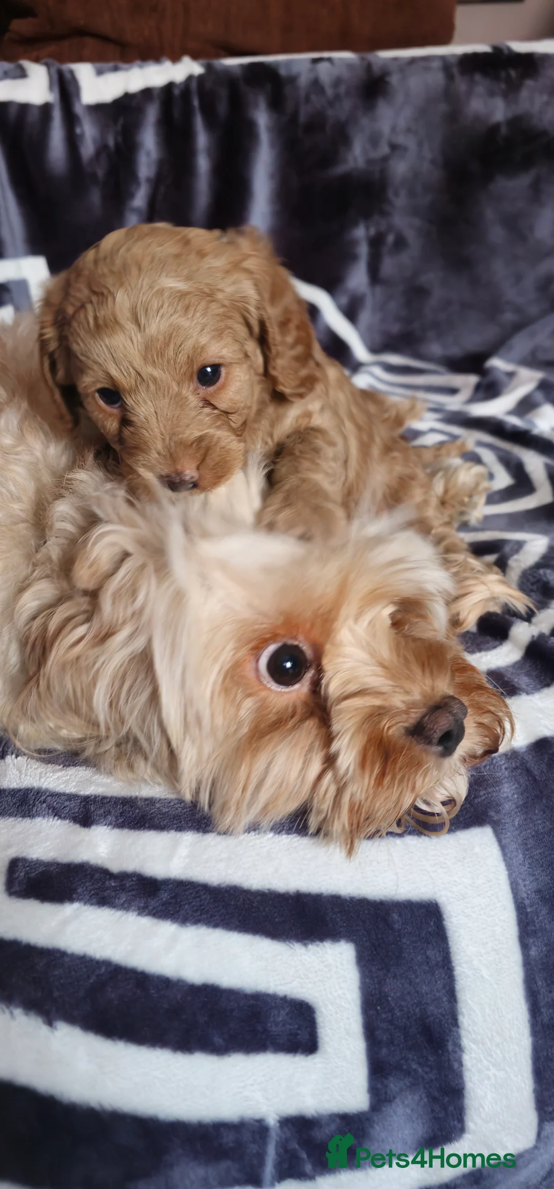 Cavapoo dogs for sale: Cavapoo for sale - Advert 26
