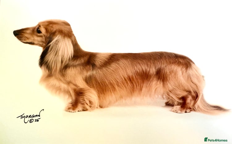 Miniature Dachshund dogs - Advert 1
