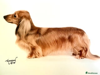 Miniature Dachshund dogs - Advert 6