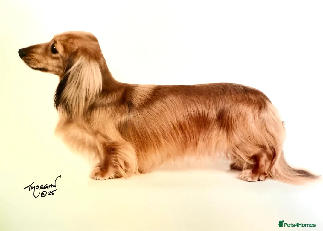 Miniature Dachshund dogs for stud: Quality mini long hair dachshund  - Advert 1