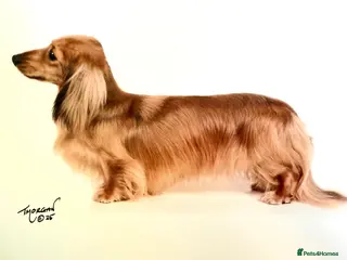 Miniature Dachshund dogs Quality mini long hair dachshund - Advert 13