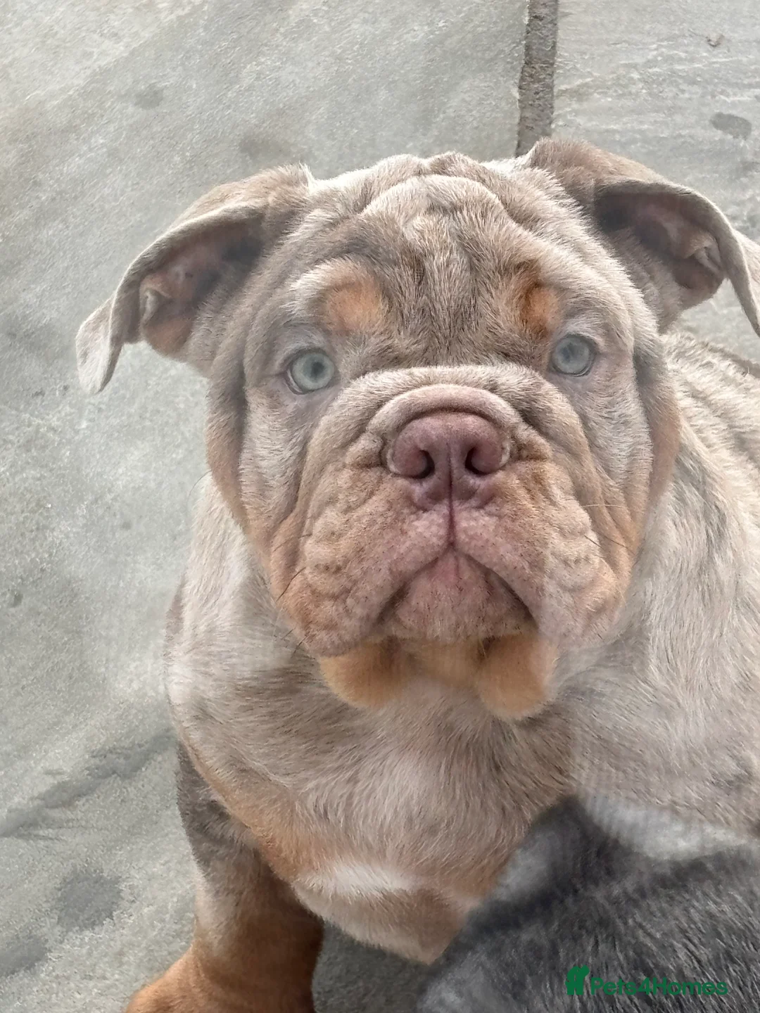 English Bulldog dogs for sale: Bulldog Puppies Champion bloodlines - Advert 36