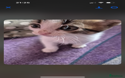 Domestic Shorthair cats for sale: READY TO LEAVE NOW 5x black and white kittens  - Image 3
