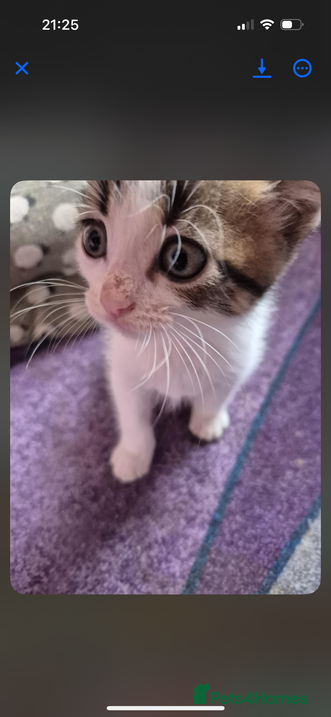 Domestic Shorthair cats for sale: READY TO LEAVE NOW 5x black and white kittens  - Image 3