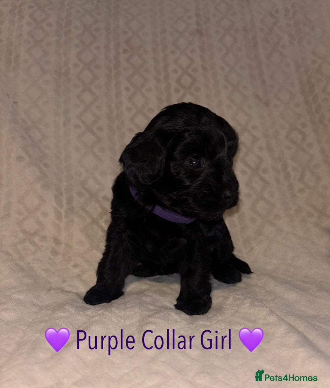 Cavapoo dogs for sale: 🐶 F1 CAVAPOO PUPPIES HEALTH TESTED PARENTS 🐶 - Advert 35