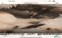 Maine Coon cats for sale: Lovely Maine coon babies  - Image 2