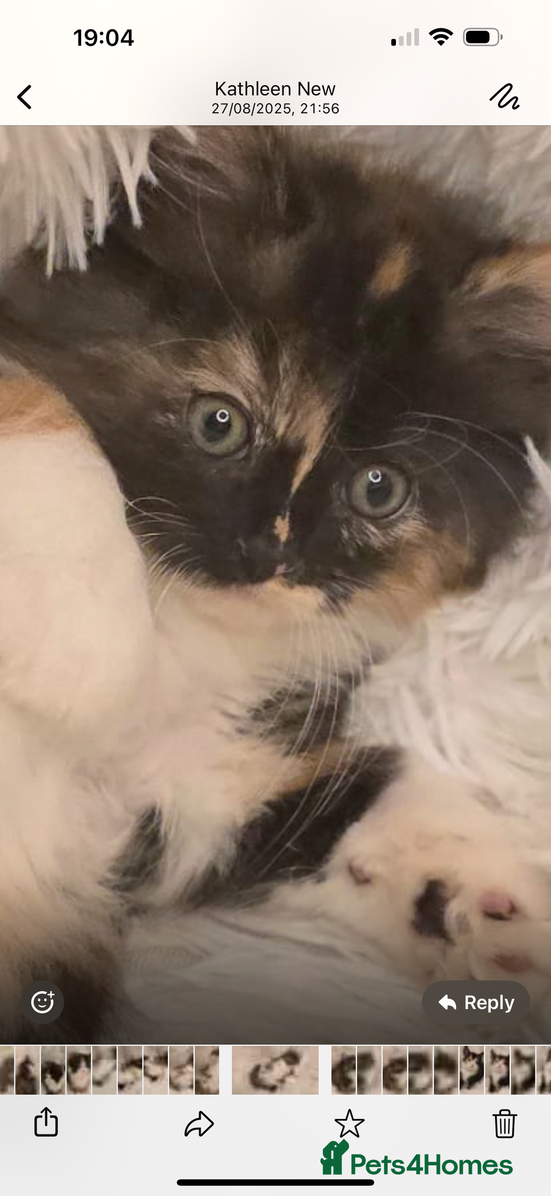 Maine Coon cats for sale: Lovely Maine coon babies  - Image 2