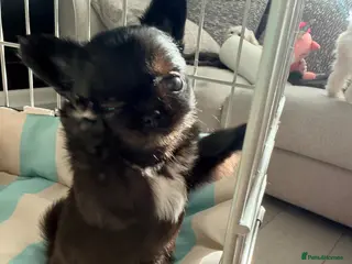 Chihuahua dogs Long coat chihuahua - Advert 3
