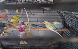 Budgerigars birds for sale: 4 budgies and cage - Image 8
