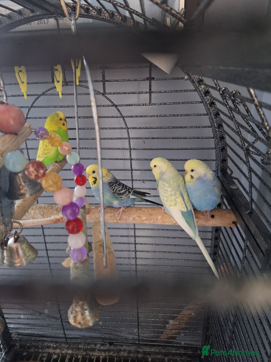 Budgerigars birds for sale: 4 budgies and cage - Image 8